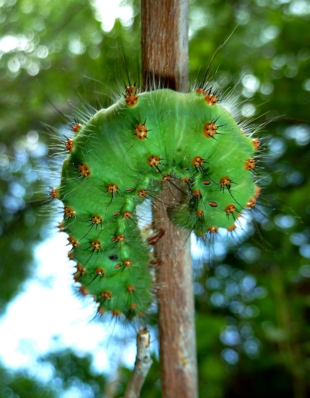 Saturnia pavoniella